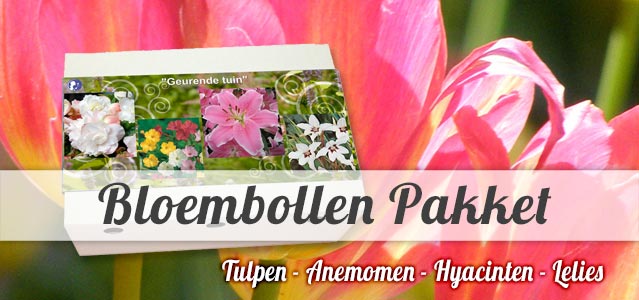 Bloembollen pakket