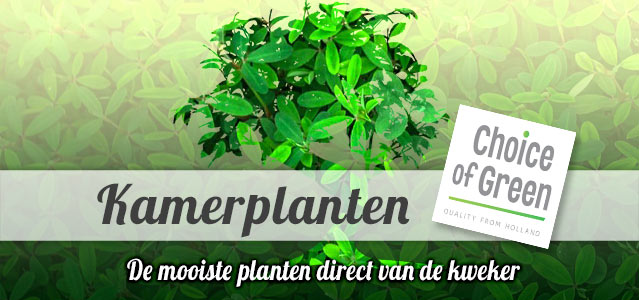 Choice of Green - Groene Kamerplanten direct van de kweker