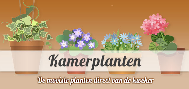 Groetjes Kamerplanten Versturen