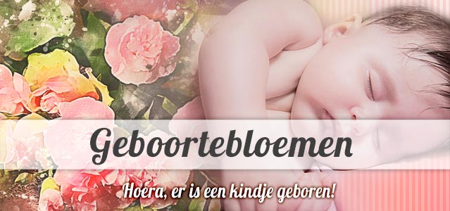 Geboorteboeket - Bloemetje met knuffel